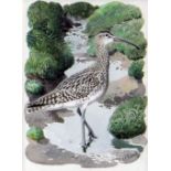 CHARLES FREDERICK TUNNICLIFFE OBE RA watercolour - study of standing whimbrel, entitled verso on