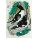 CHARLES FREDERICK TUNNICLIFFE OBE RA watercolour and gouache - study of two razorbills resting in
