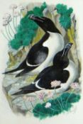 CHARLES FREDERICK TUNNICLIFFE OBE RA watercolour and gouache - study of two razorbills resting in