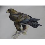GARETH PARRY watercolour study of an eagle, signed, 20 x 25cms