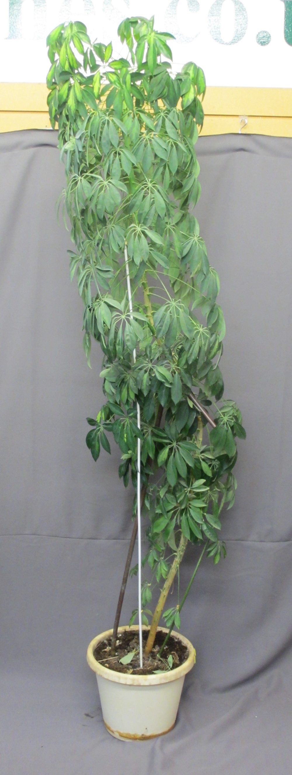 A WELL GROWN POTTED PLANT, 230cms H
