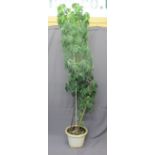A WELL GROWN POTTED PLANT, 230cms H