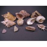 SEA SHELLS. Nice parcel of 3 large shells, 4 medium and 4 small.