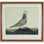 20TH CENTURY BRITISH SCHOOL watercolour and bodycolour on paper - 'Sylvia', a racing pigeon portrait