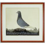 20TH CENTURY SCHOOL watercolour and bodycolour - 'Red Eagle', a racing pigeon portrait, inscribed