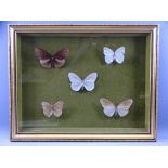 FRAMED GROUP OF FIVE VICTORIAN BUTTERFLIES