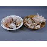 SEA SHELLS - a good parcel of mainly small shells in various sizes