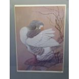 C F TUNICLIFFE - 'Pruning Greylag Goose', signed in pencil and stamped, 60 x 43cms