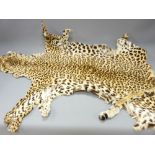 TAXIDERMY FLAT HEAD LEOPARD SKIN (Panthera Pardus), circa 1930, 180cms head to tail tip