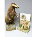 TWO TAXIDERMY ITEMS including a badger, 64cms H and a circa 1900 owl study on the remnants of a