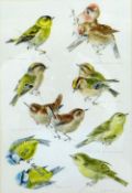 MILDRED 'ELSIE' ELDRIDGE watercolour and pencil - small garden bird studies with titles in English