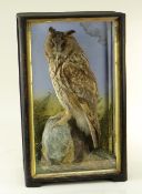 TAXIDERMY: CASED LONG EARED OWL, probably by Hutchings of Aberystwyth, mounted on a rocky outcrop