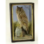 TAXIDERMY: CASED LONG EARED OWL, probably by Hutchings of Aberystwyth, mounted on a rocky outcrop