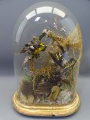 TAXIDERMY STUDY - birds under a glass dome, 34cms H, 24cms W