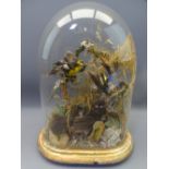 TAXIDERMY STUDY - birds under a glass dome, 34cms H, 24cms W