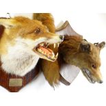 TAXIDERMY: TWO FOX MASKS ON SHIELD PLAQUES, one marked Fernhill 28/1/81, the other marked