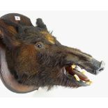 TAXIDERMY: MOUNTED BOAR'S HEAD brown fur on shield shaped plaque