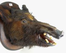 TAXIDERMY: MOUNTED BOAR'S HEAD brown fur on shield shaped plaque