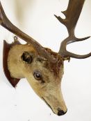 TAXIDERMY: MOUNTED FALLOW DEER with antlers on shield shaped plaque