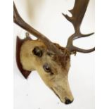 TAXIDERMY: MOUNTED FALLOW DEER with antlers on shield shaped plaque