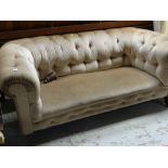 VICTORIAN-STYLE CHESTERFIELD SOFA button-upholstered in olive green velour, 173cms wide