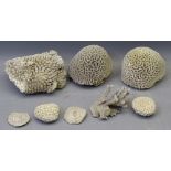 ANTIQUE CORALS - a collection including two large brain type pieces, two small and mushroom or