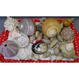 ANTIQUE TROPICAL SHELLS, a collection including large examples