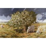 DAVID TRESS 1980s Curwen Press limited edition (208/250) colour lithograph - hawthorn tree and sheep