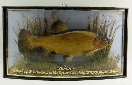 TAXIDERMY EDWARDIAN CASED PRESERVED TENCH in ebonized gilt lined bow fronted case and naturalistic