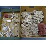ANTIQUE CORAL & SEASHELL COLLECTION (within 2 boxes)