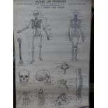 ANATOMY & PHYSIOLOGY POSTERS, a set, J Wright & Sons Ltd Publishers Bristol illustrations based on