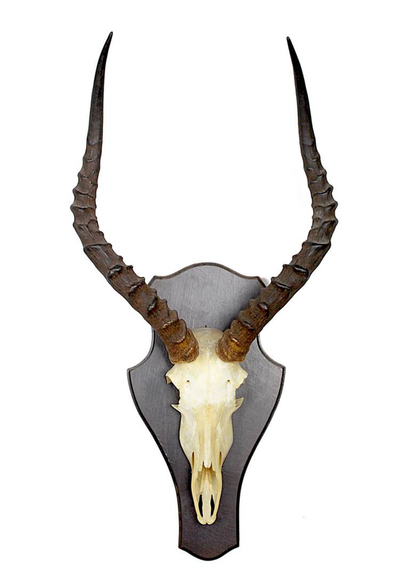 Gehörn und Schädeldecke einer Springbock-Antilope, 2. Hälte 20. Jh., auf wappenschildförmiger