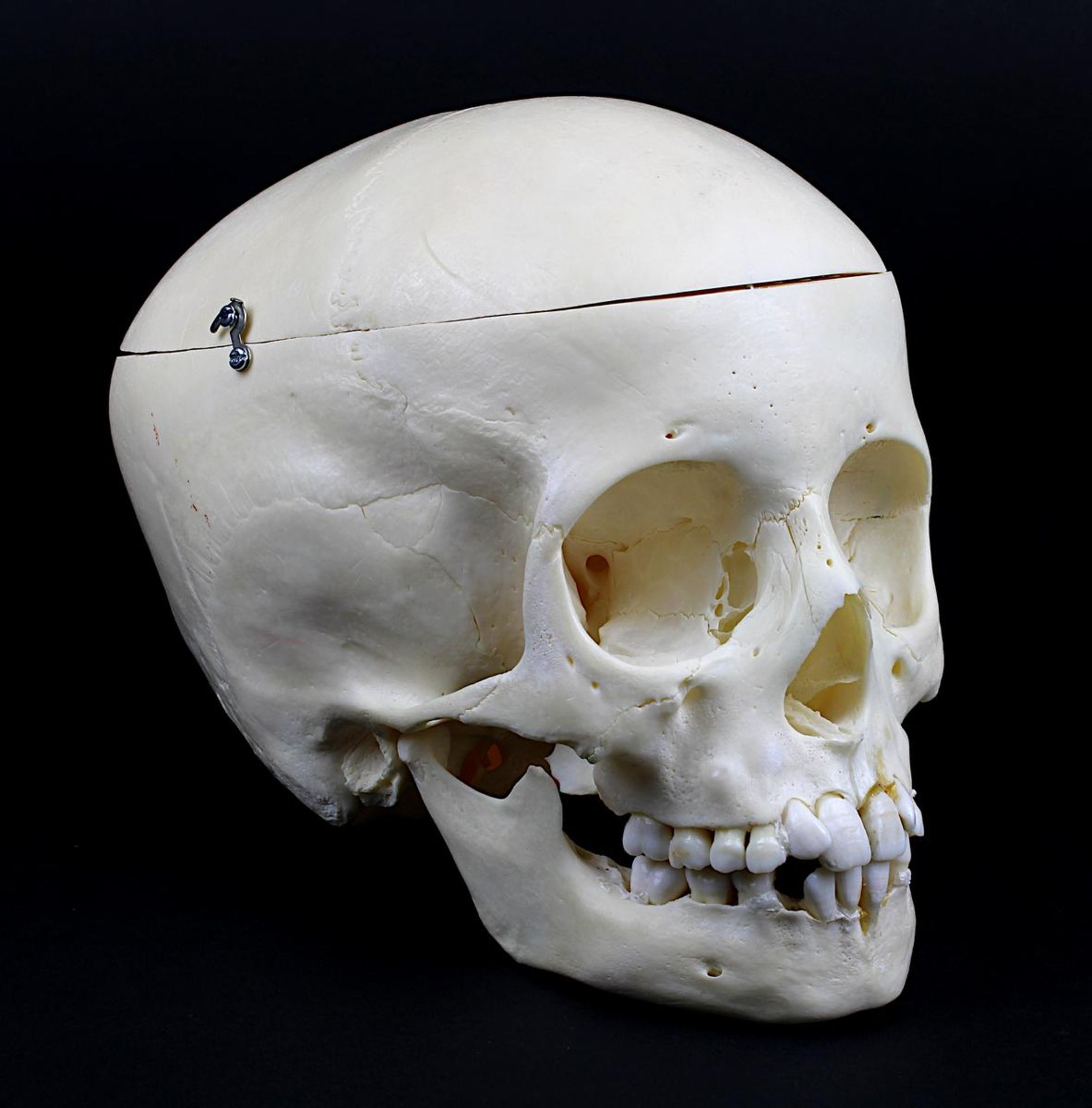 Anatomisches Modell eines menschlichen Schädels, 2. H. 20. Jh., mit Zähnen und beweglichem