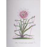 Salvador DALI Allium Christophii Piliue Pubescentes, 1972 Original Lithograph with [...]