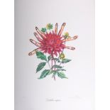 Salvador Dali (1904 - 1989) Dahlia Rapax from Florals, 1972 Original Lithograph [...]