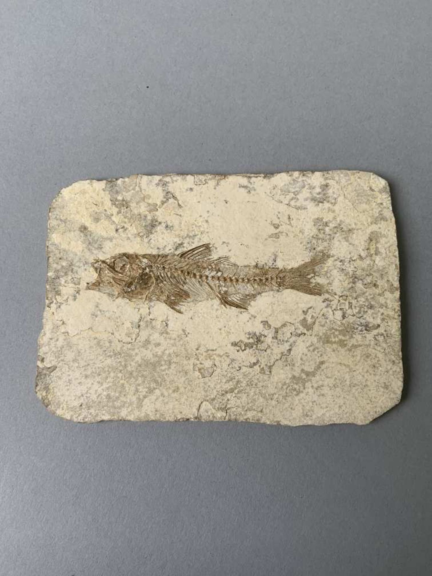 Poisson fossile sur plaque. 11,4 cm x 8,1 cm. Eocène (Environ 30 à 50 millions d'années).