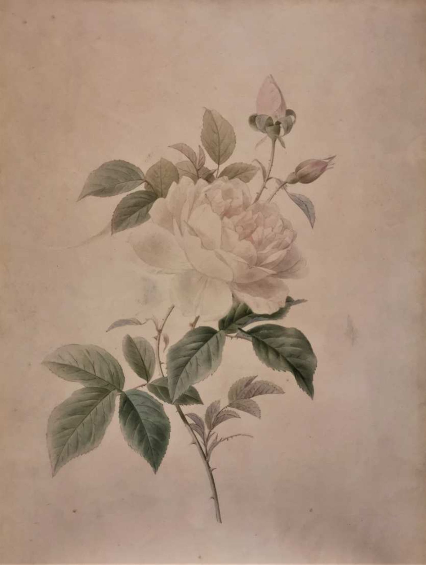 Ecole française du XIXe siècle. Etude de rose épanouie et boutons. Aquarelle sur papier. 35 x 26,5