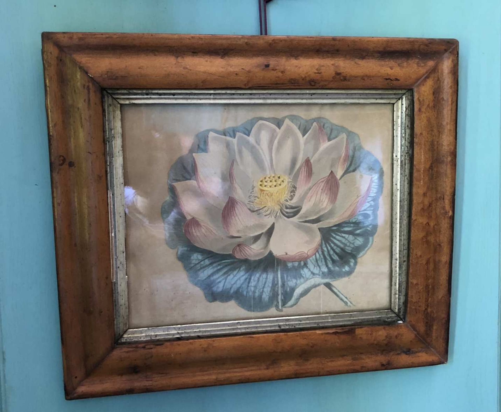 Fleur de lotus. Gravure aquarellée. 21 x 26 cm.