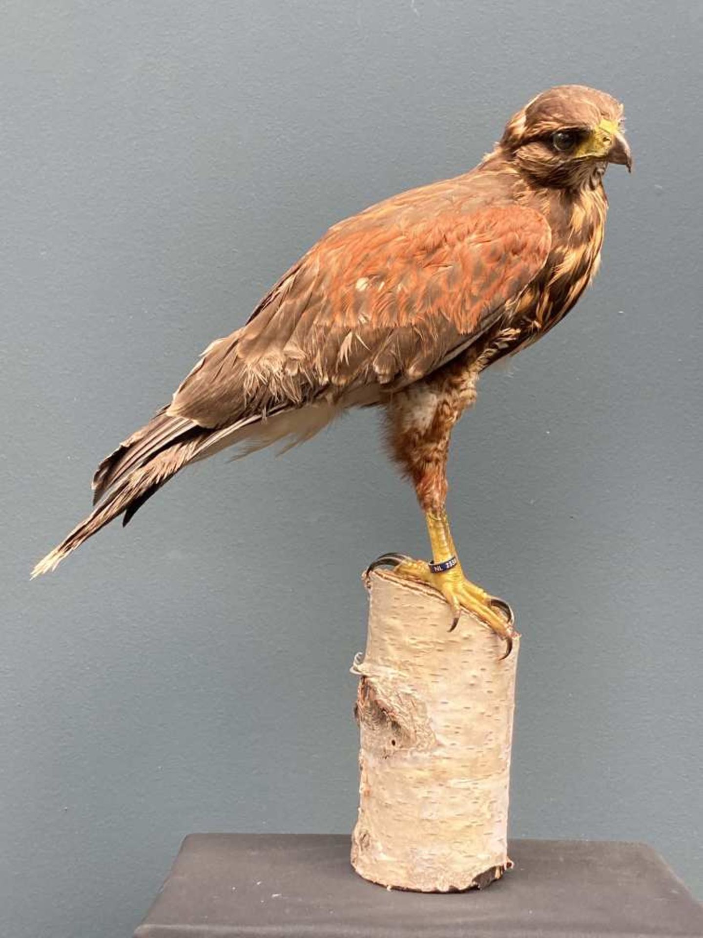 Buse de Harris (Parabuteo unicinctus) - Zone géographique : Amérique. (CITES : II/B)