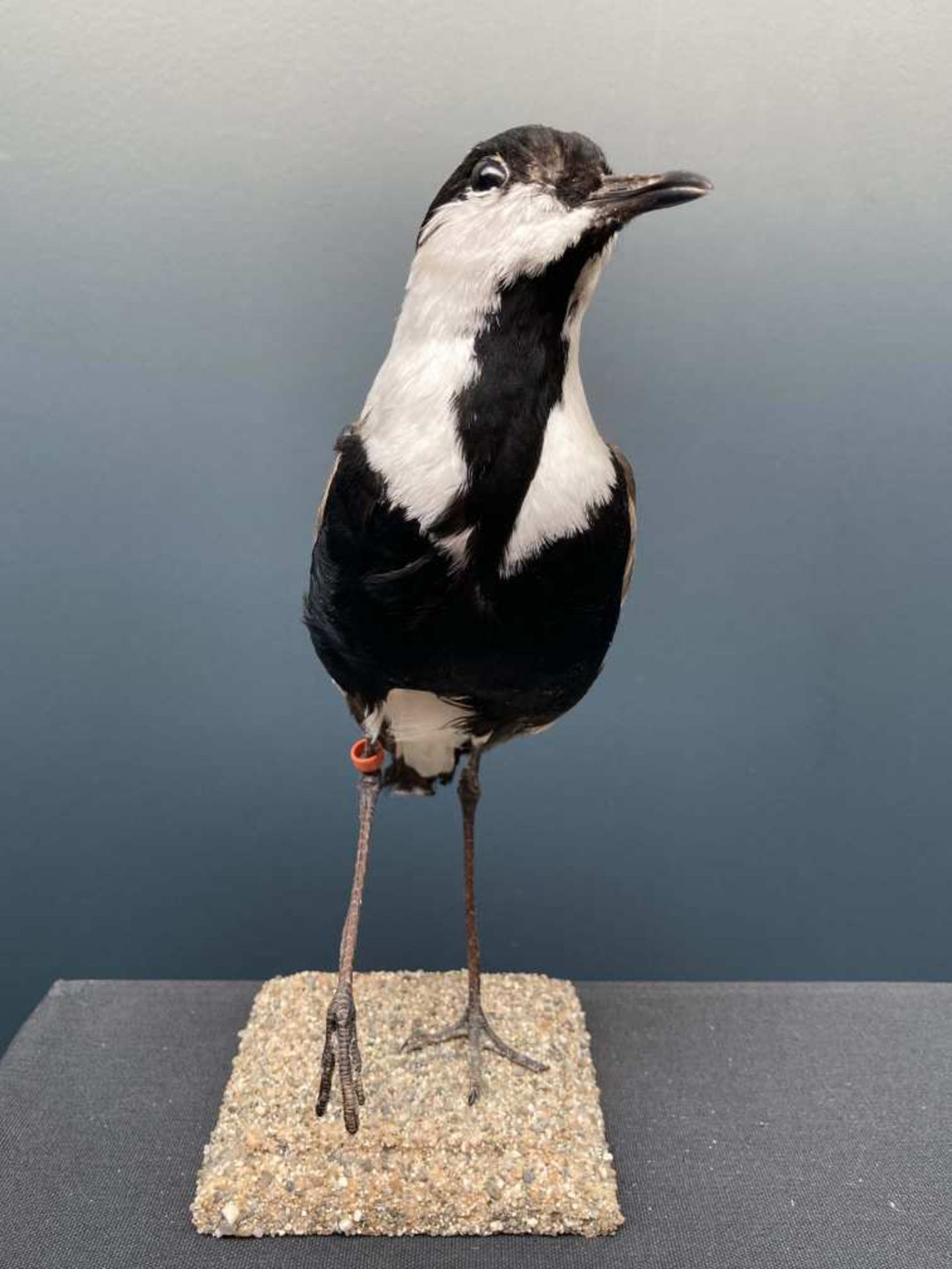 Vanneau armé (Vanellus armatus) - Zone géographique : Afrique australe - Afrique de l'Est.