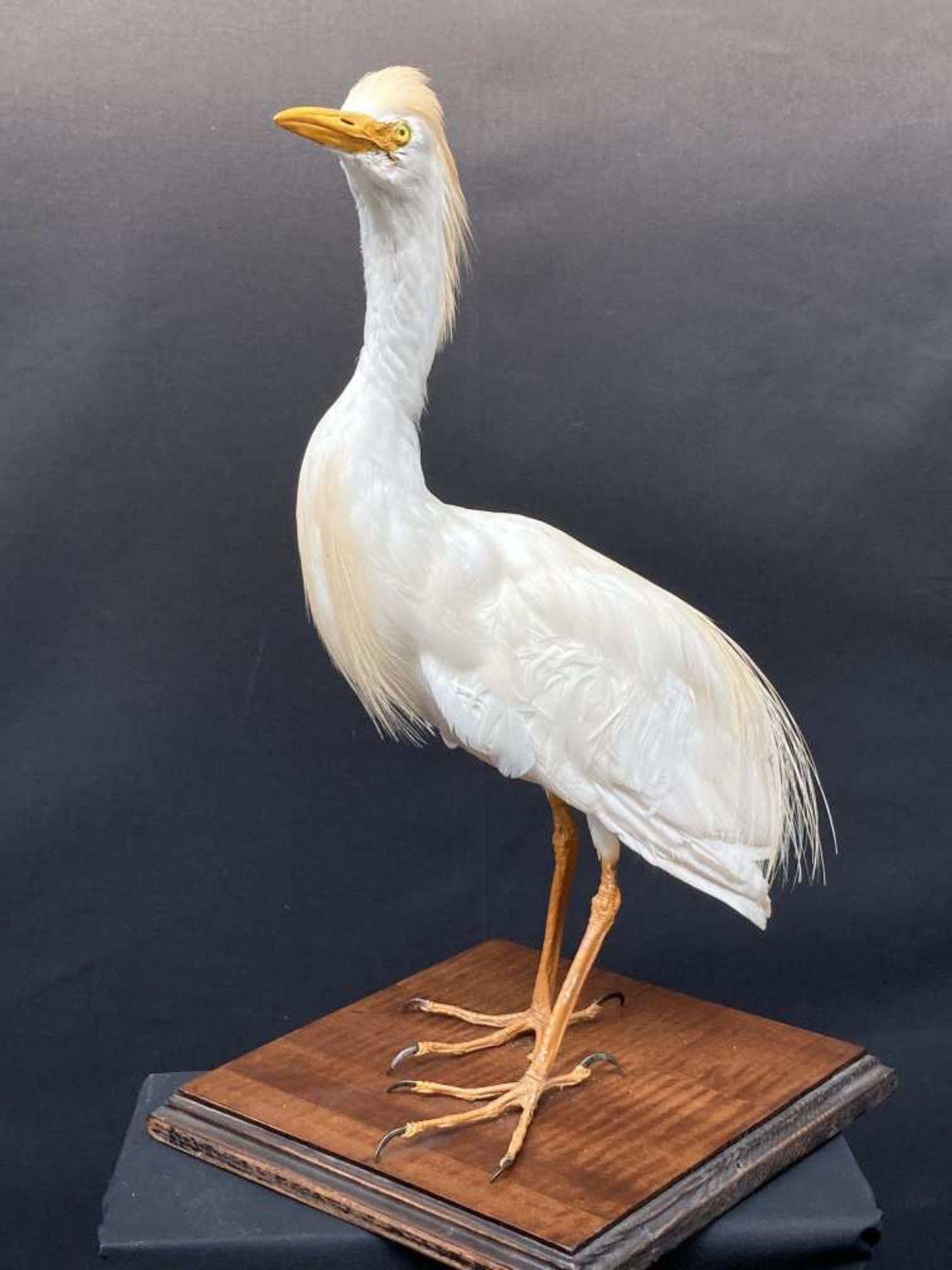 Héron garde-bœufs (Bubulcus ibis) - Zone géographique : Tous continents. spécimen de l’appendix
