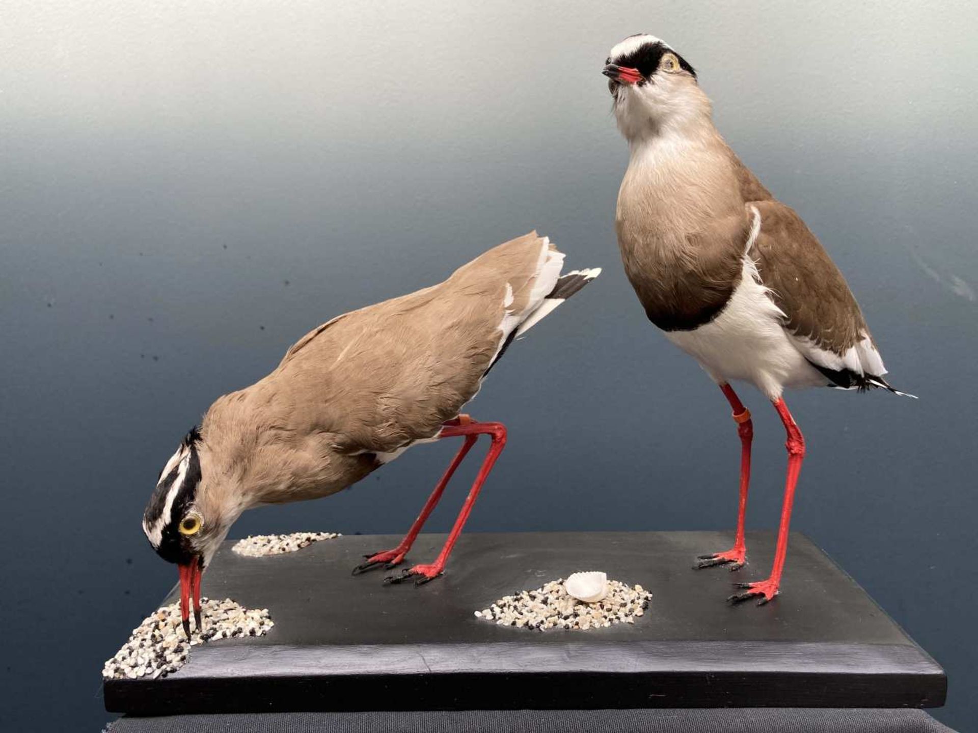 Vanneaux couronnés (Vanellus coronatus) - Zone géographique : Afrique de l'Est - Afrique australe.