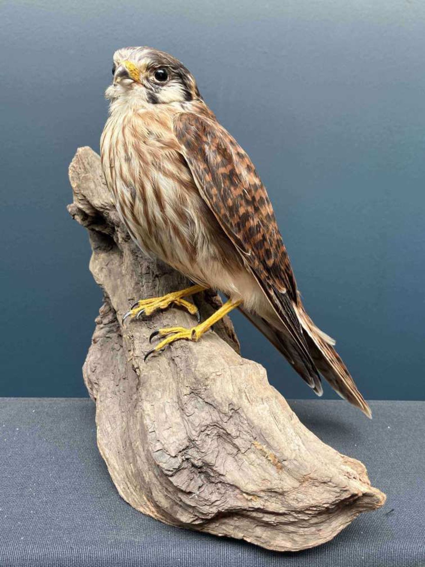Crécerelle américaine (Falco sparverius) - Zone géographique : Amérique. (CITES : II/B)