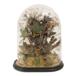 A 19th century Isabelino glass bell jar with stuffed birds