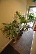 Four Potted Plants (Please note - this lot is subj