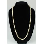 Double Strand Salt Water Pearl Necklace