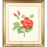 Signed, American, 20th C Botanical Watercolor