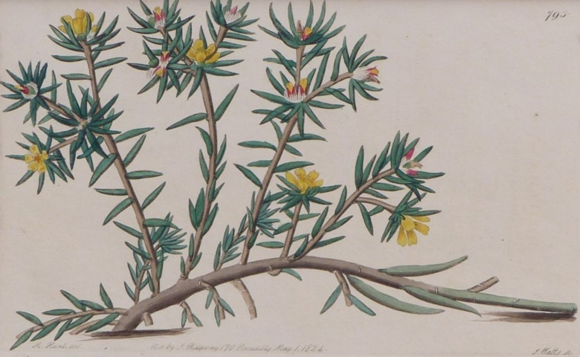 Zwei PflanzensticheEngland, 19. Jh.Portulaca foliosa, Taf. 793 aus "Botanical Register" von Watts - Bild 3 aus 3