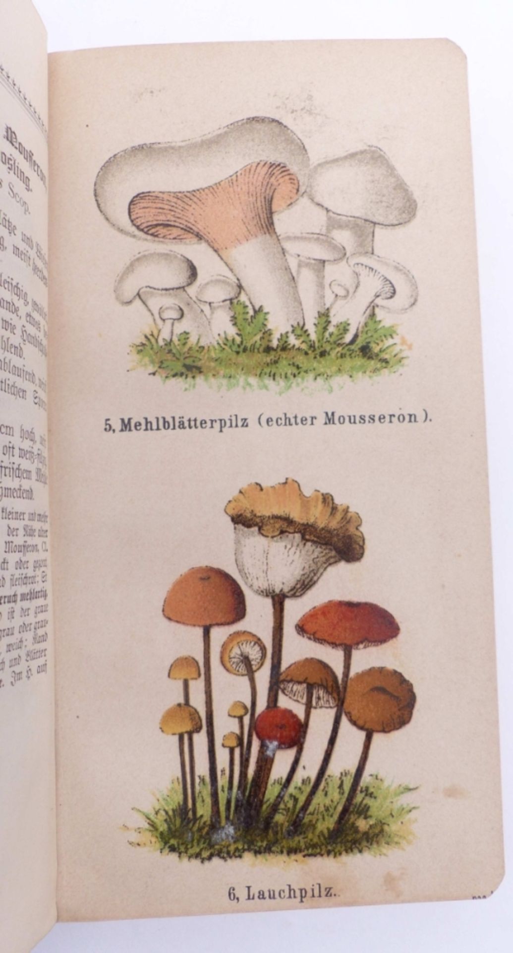 Zwei Bücher zum Thema Botanik - Image 5 of 5