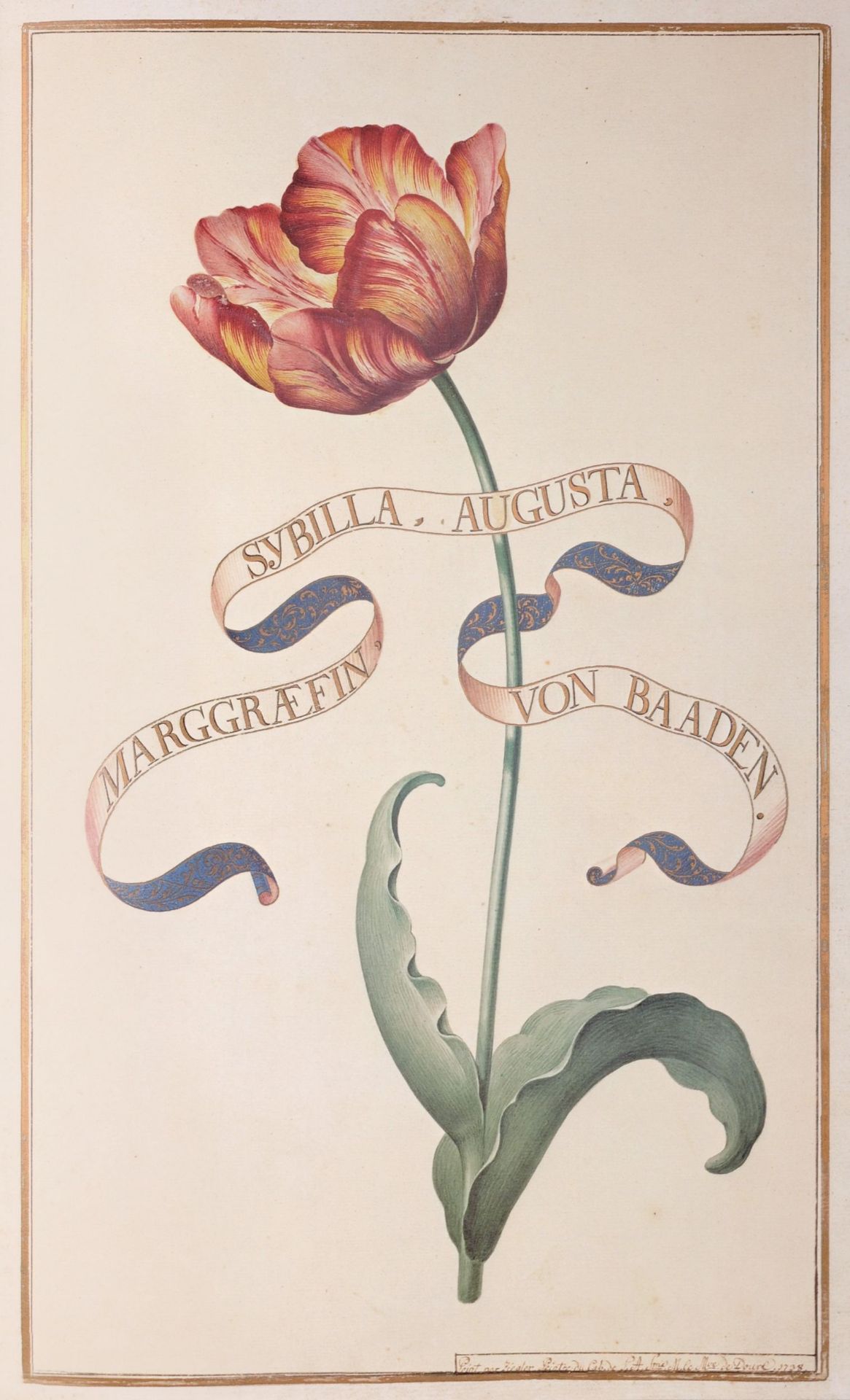 "Karlsruher Tulpenbuch". Ca. 1730. - Bild 3 aus 7